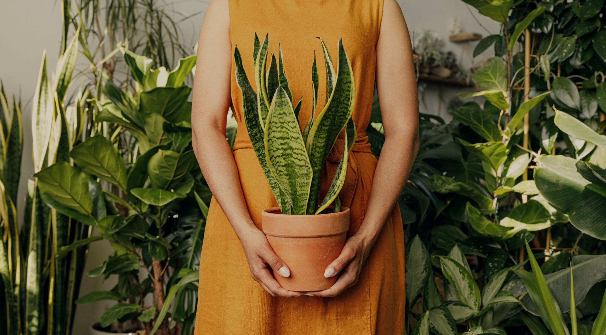 Como escolher um vaso que complementa sua planta