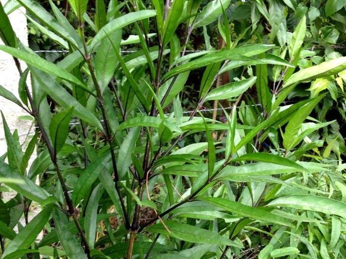Abre Caminho, medicinal e ritualística para proteção doméstica