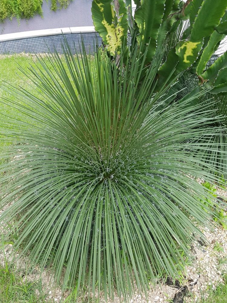Agave Palito, roseta densa e ornamental para sol pleno