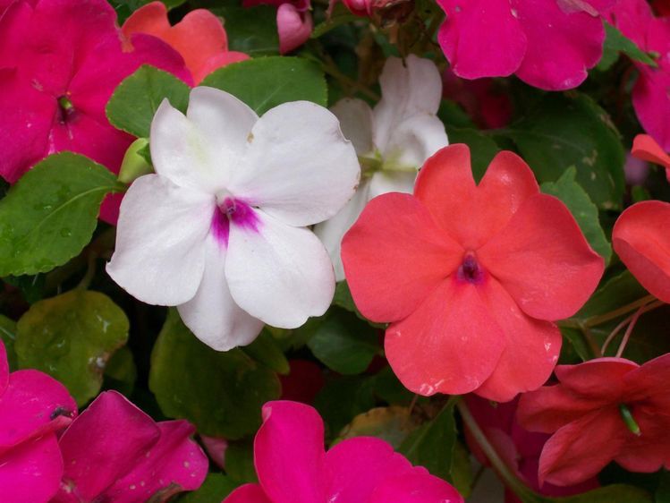 Impatiens, fácil de cultivar para maciços em sombra