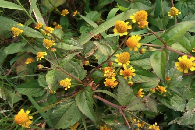 Jambu, com efeitos anestésicos na boca, para tempero e medicinais