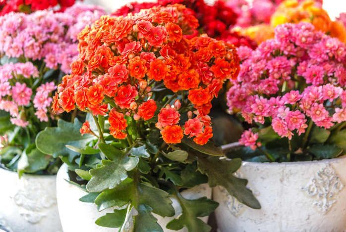 Kalanchoe, suculenta muito florífera para bordaduras e vasos