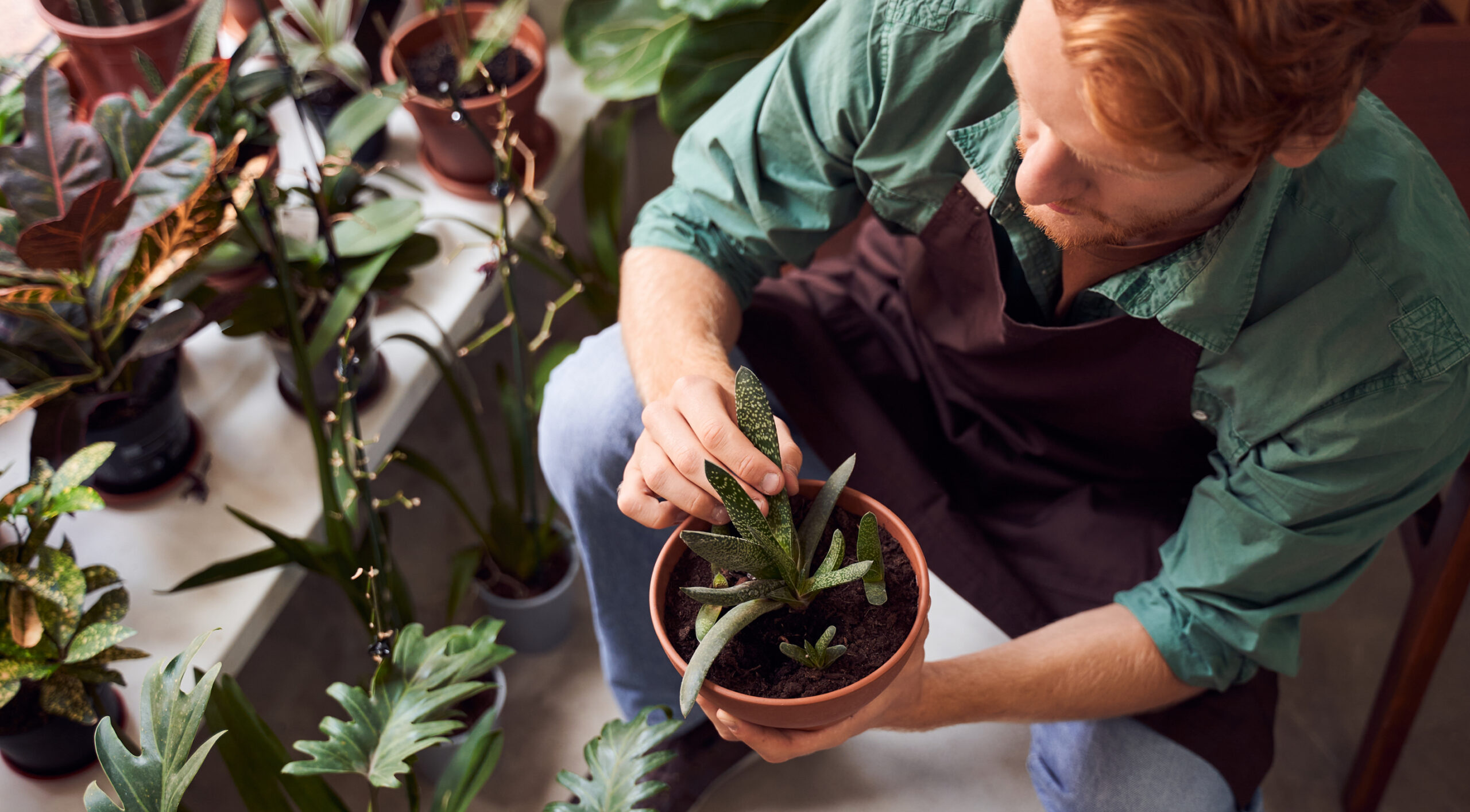 Guia de Jardinagem Para Iniciantes