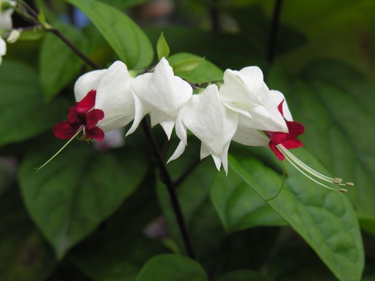 Lágrima de Cristo, trepadeira de flores delicadas para pergolados