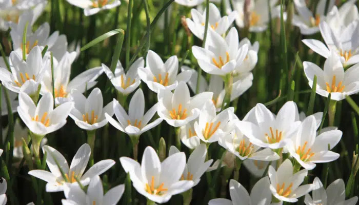 Lírio do Vento: Um guia completo para cultivar essa flor encantadora