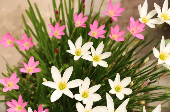 Lírio Do Vento - Zephyranthes Candida