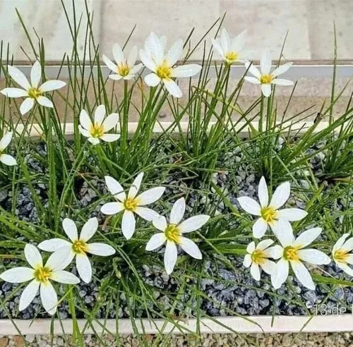 Zephyranthes Candida