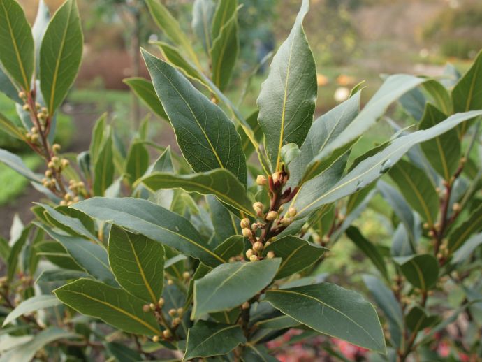 Louro: Um toque aromático à sua culinária e bem-estar