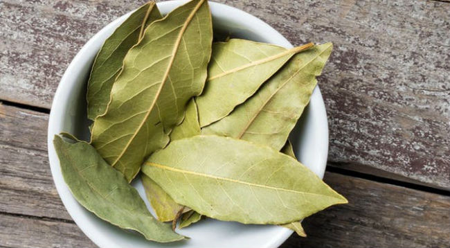 louro um toque aromatico a sua culinaria e bem estar