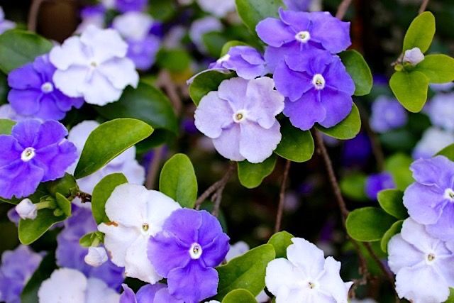 Manacá de Jardim Cheiro (Brunfelsia uniflora)