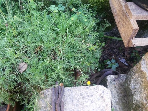 Marcela-galega, Macelinha: Um Guia Completo para Cultivar essa Charmosa Planta