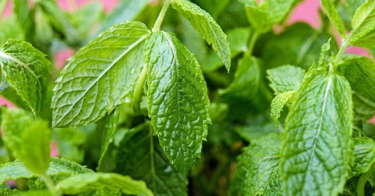 Hortelã-Pimenta, aromática e digestiva para chás e temperos
