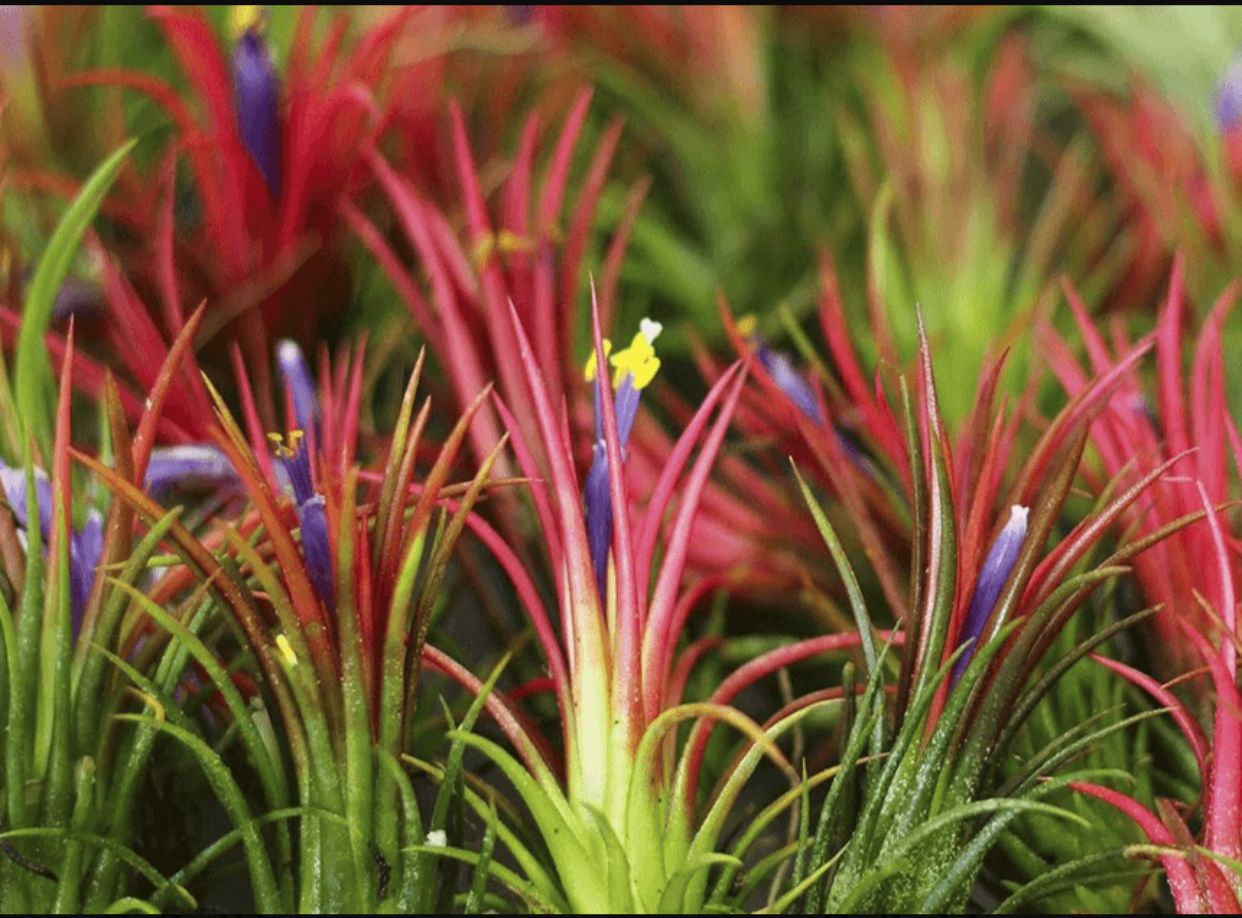 mini bromélias exótica rabo de sereia tillandsia ionantha
