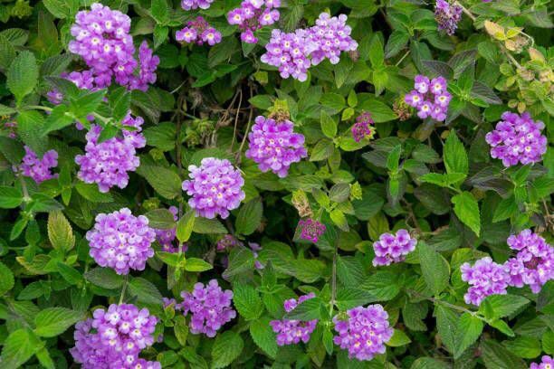 Mini Lantana Cambara Lilás – Lantana Montevidensis