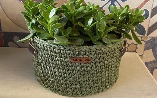 Mudas Suculenta Bálsamo – Sedum Dendroideum