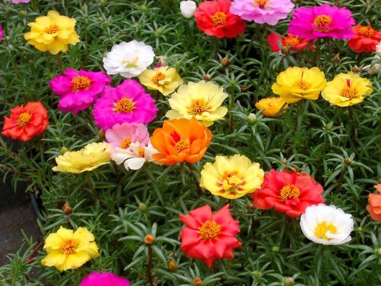 Onze Horas Dobrada, suculenta com flores vistosas para sol pleno