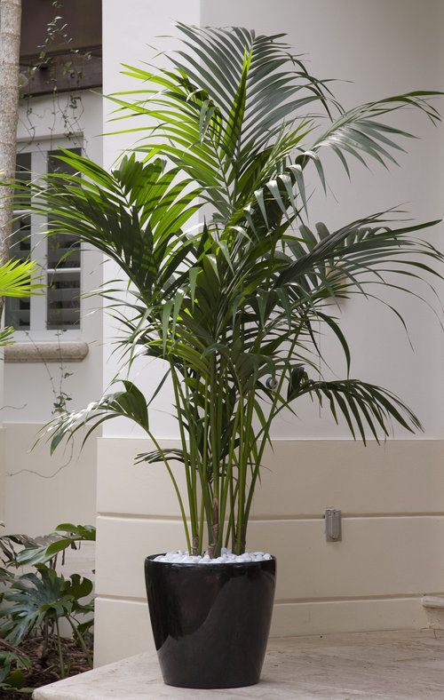 Palmeira Chamaedorea Elegans, tropical e de baixa manutenção para sombra