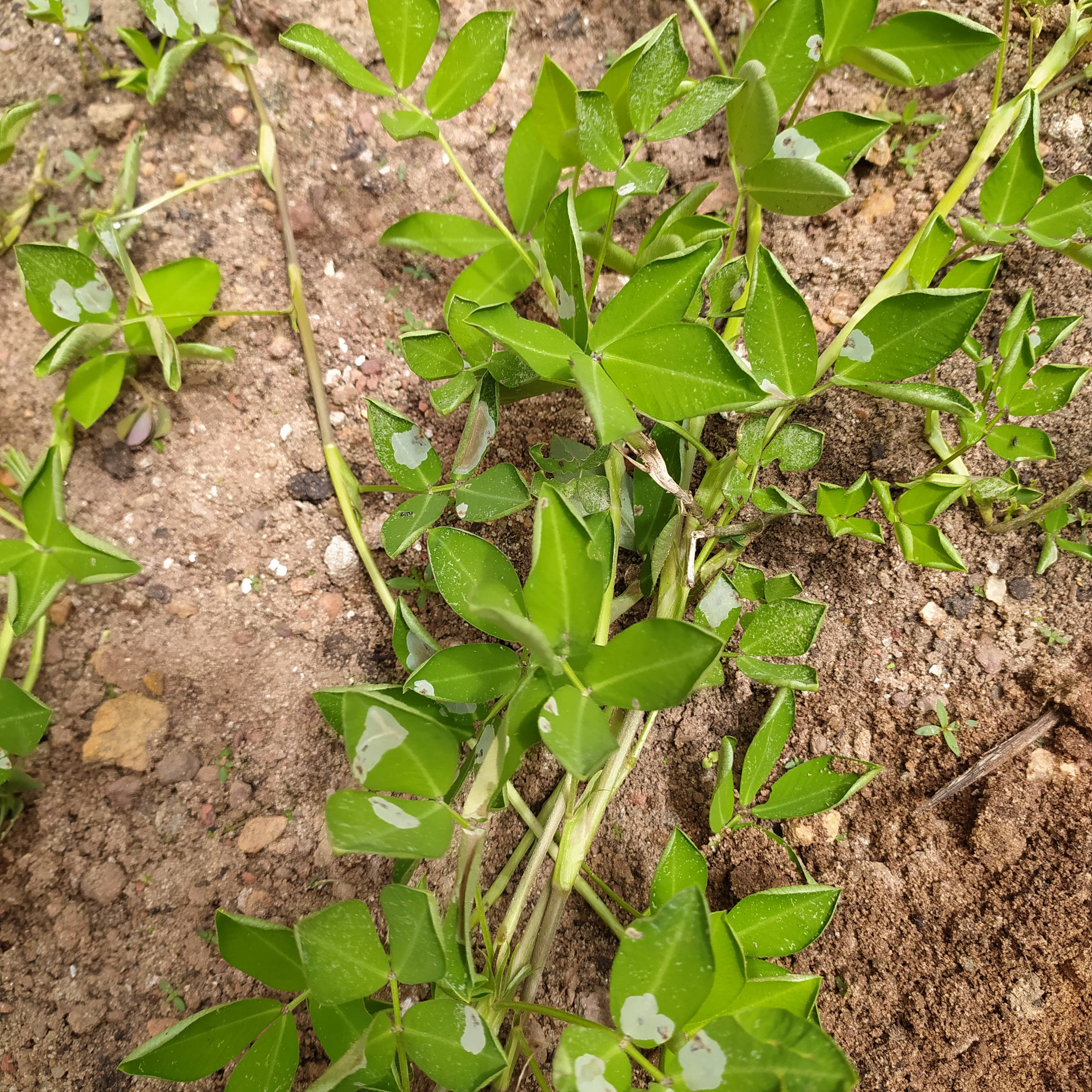 Passo a Passo para Tratar Infestações e Manter a Grama Amendoim e seu Jardim Saudável