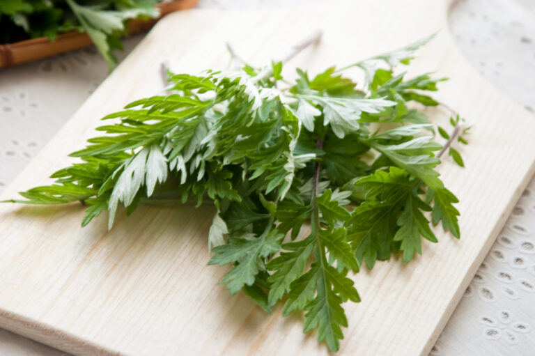 Planta Losna, Absinto – Artemisia Absinthium, como cuidar, benefícios e curiosidades?
