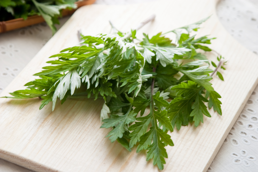 Planta Losna, Absinto – Artemisia Absinthium, como cuidar, benefícios e curiosidades?
