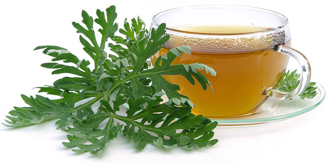 planta losna absinto artemisia absinthium como cuidar benefícios e curiosidades