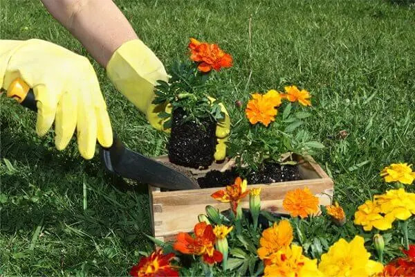 Plantando mudas de saquinhos: um guia prático com dicas importantes