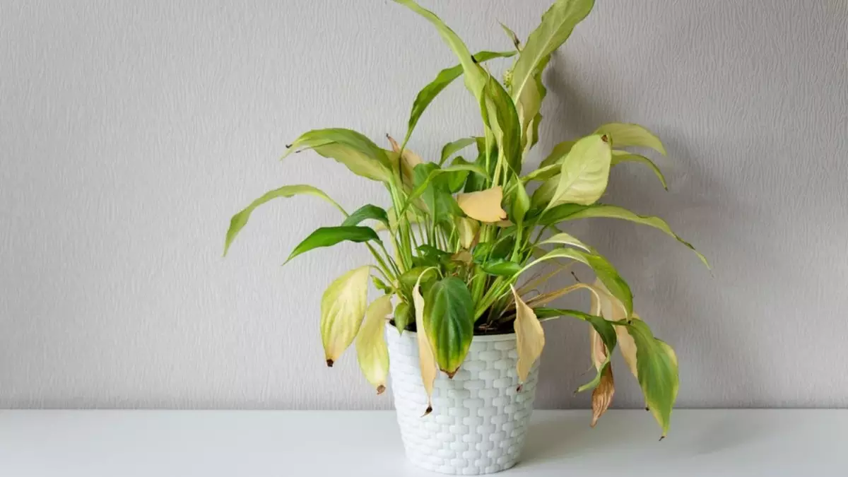 Plantas amarelas e sem vida? A culpa pode ser do solo!