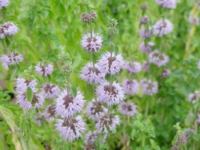 Poejo, planta medicinal aromática para chás e temperos