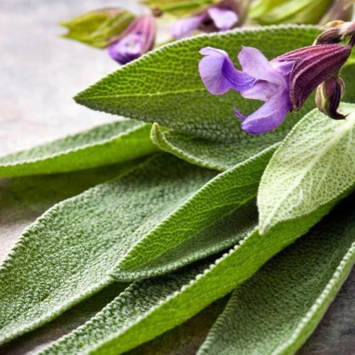 Sálvia Comum, erva aromática para temperos e bordaduras