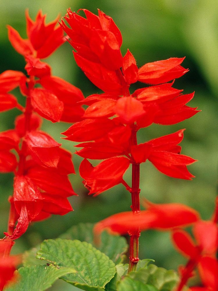 Sálvia Vermelha, atrai beija-flores e borboletas, para bordaduras