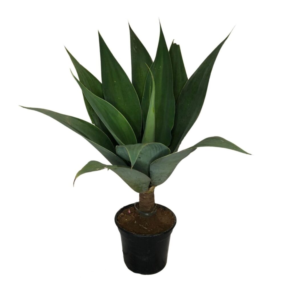 Agave dragão – Agave attenuata - 56cm Altura