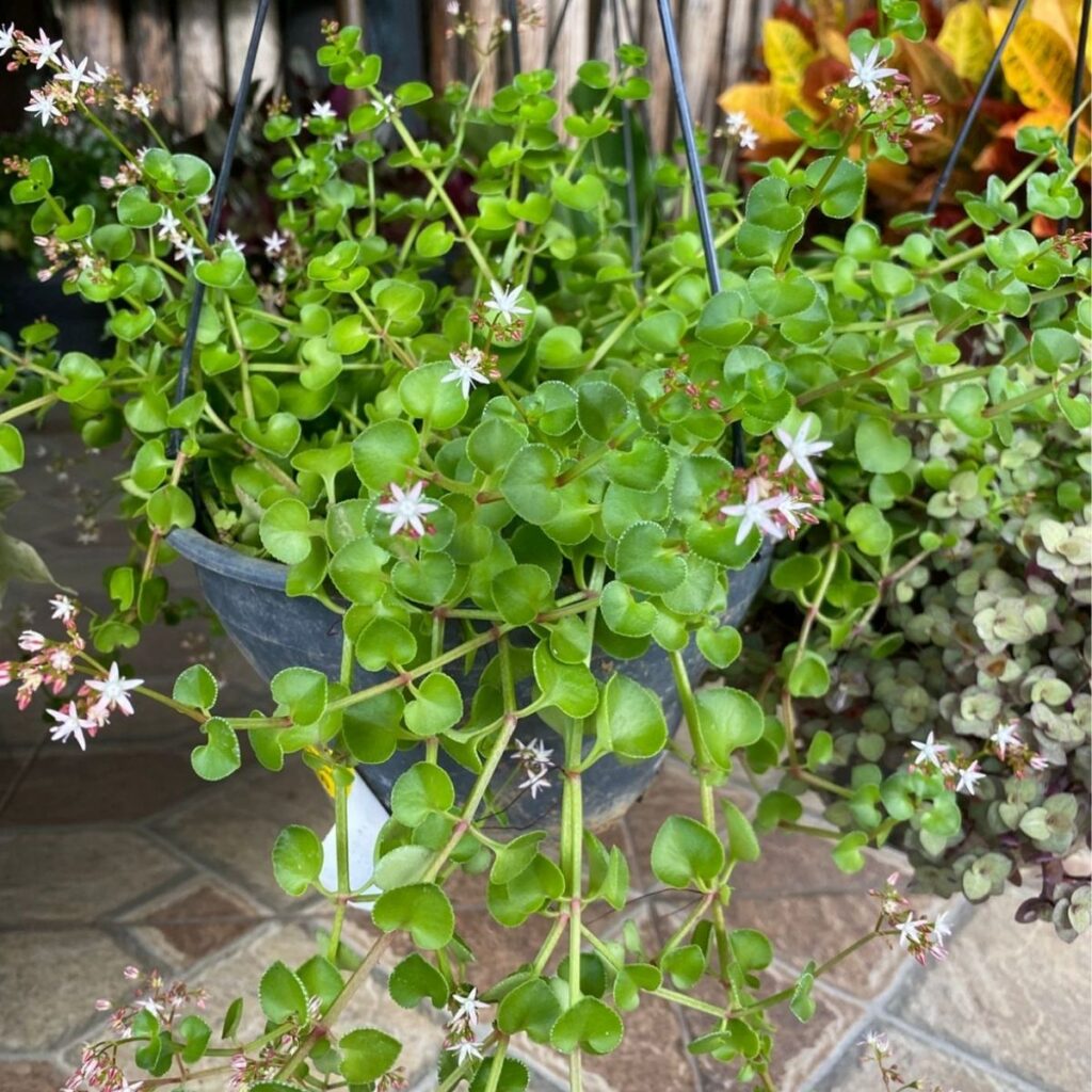 Suculenta Rasteira - Crassula spathulata Muda na CUIA 21