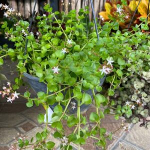 Suculenta Rasteira - Crassula spathulata Muda na CUIA 21