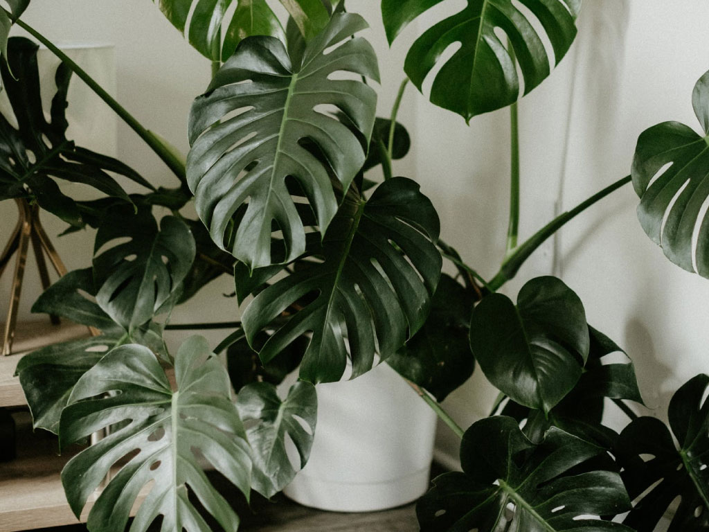 Costela de Adão- Monstera deliciosa - 50cm