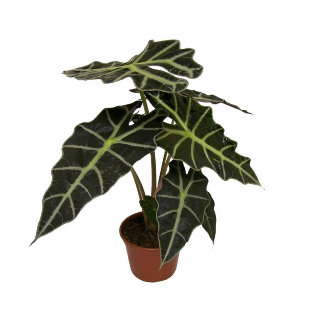 Alocásia Polly - (Alocasia amazonica) - Pote 17