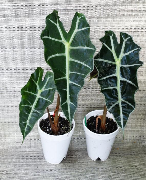Alocásia Polly - (Alocasia amazonica) - Pote 17