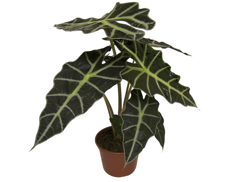 Alocásia Polly - (Alocasia amazonica) - Pote 17