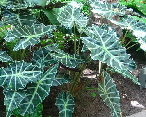 Alocásia Polly - (Alocasia amazonica) - Pote 17