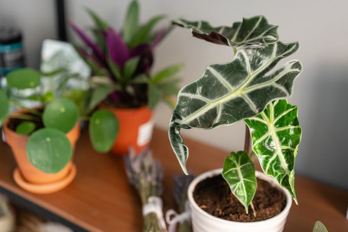 Alocásia Polly - (Alocasia amazonica) - Pote 17