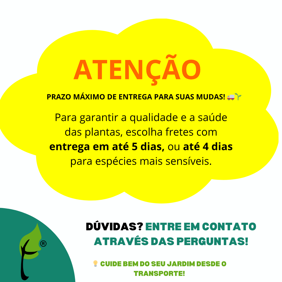 Pata de Elefante Beaucarnea Recurvata Biucárnea Pote 24