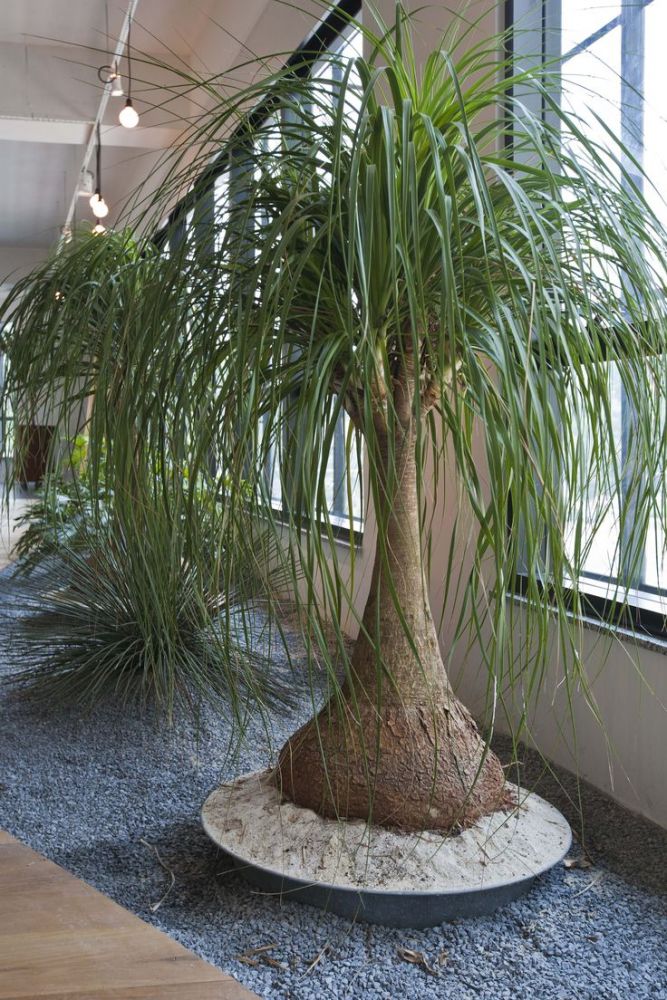 Pata de Elefante Beaucarnea Recurvata Biucárnea Pote 24
