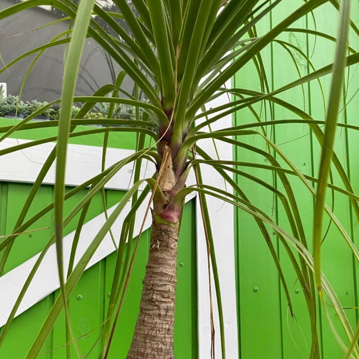 Pata de Elefante Beaucarnea Recurvata Biucárnea Pote 24