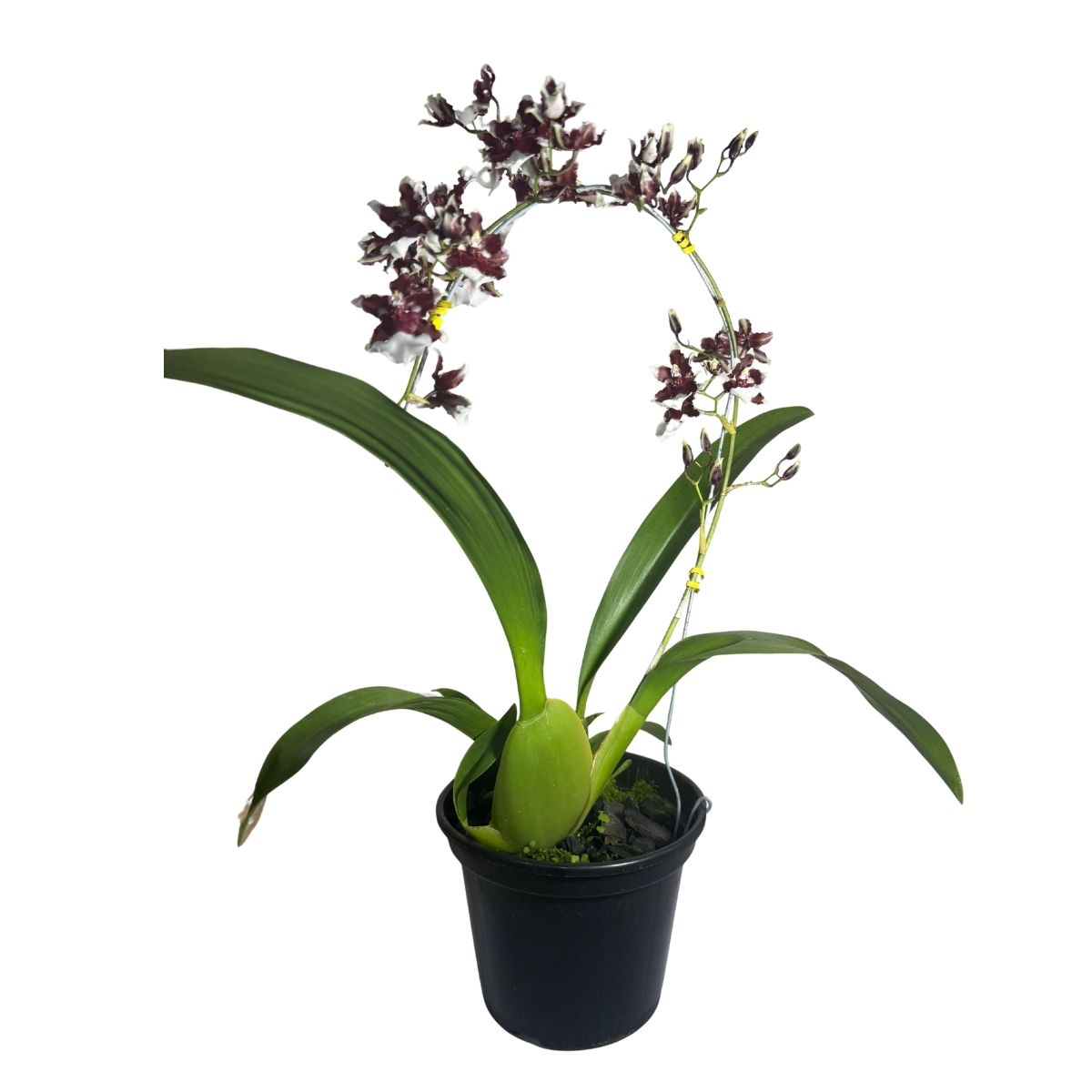 Orquídea Oncidium em vaso, com a haste florida