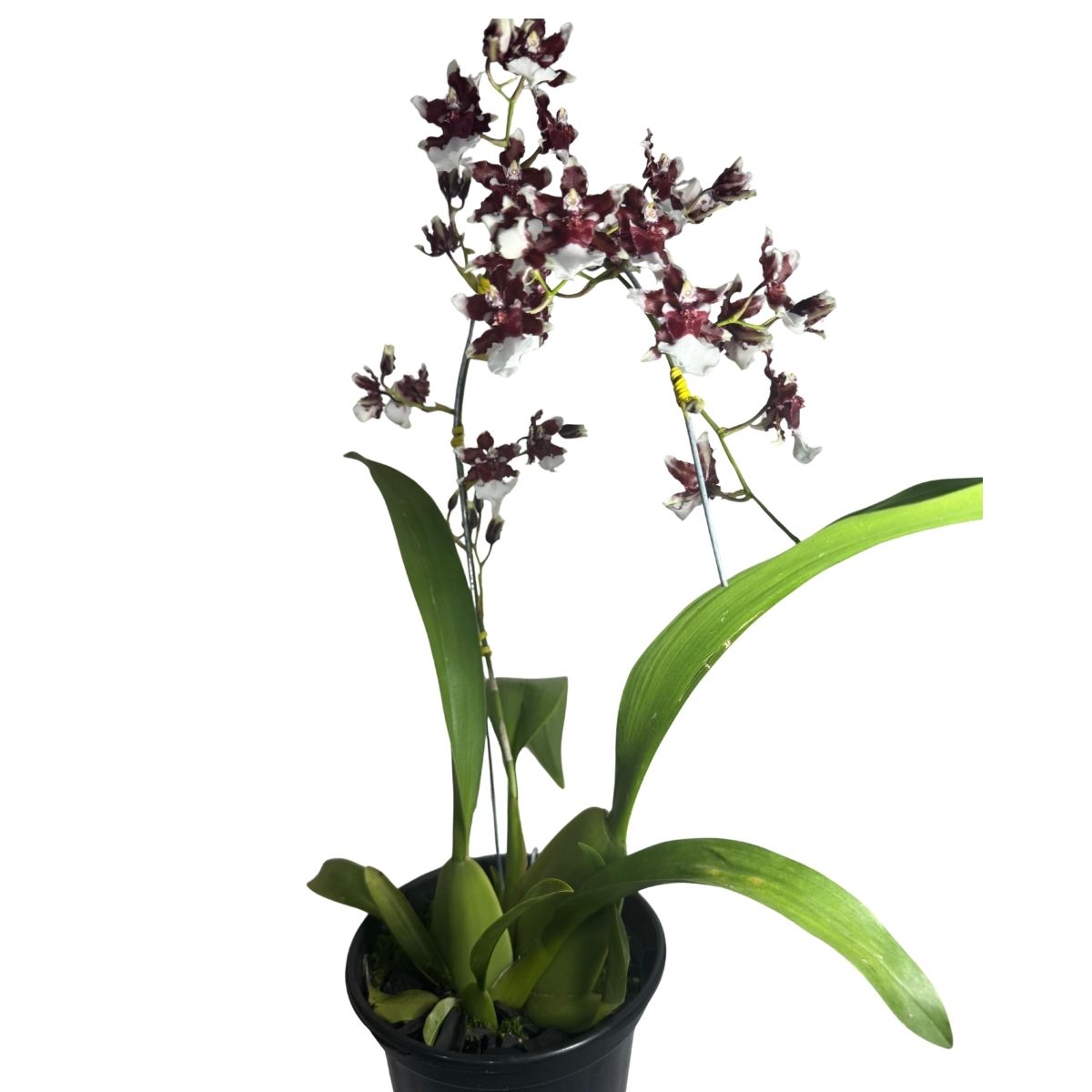 Orquídea Diversas Promoção