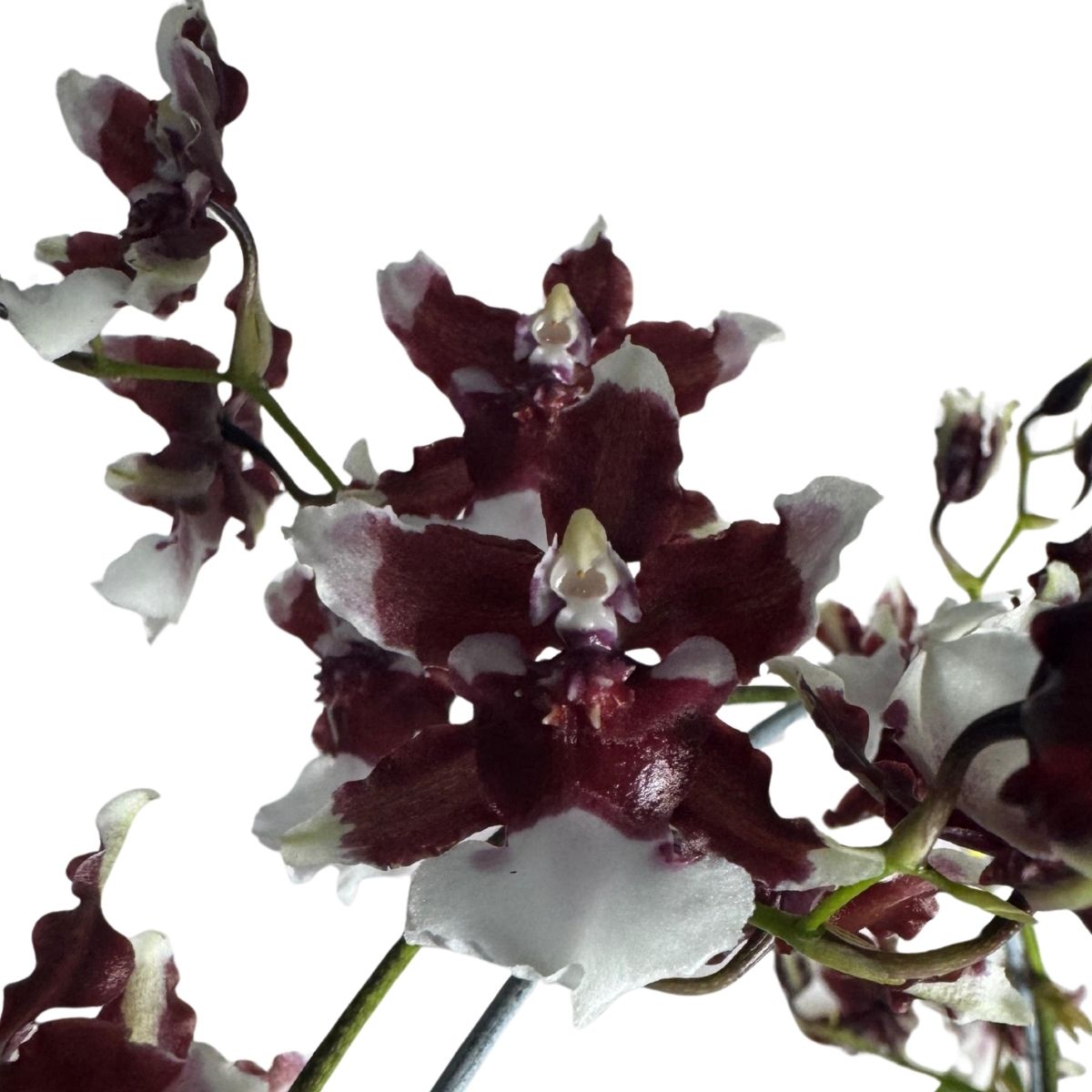 Orquídea Diversas Promoção
