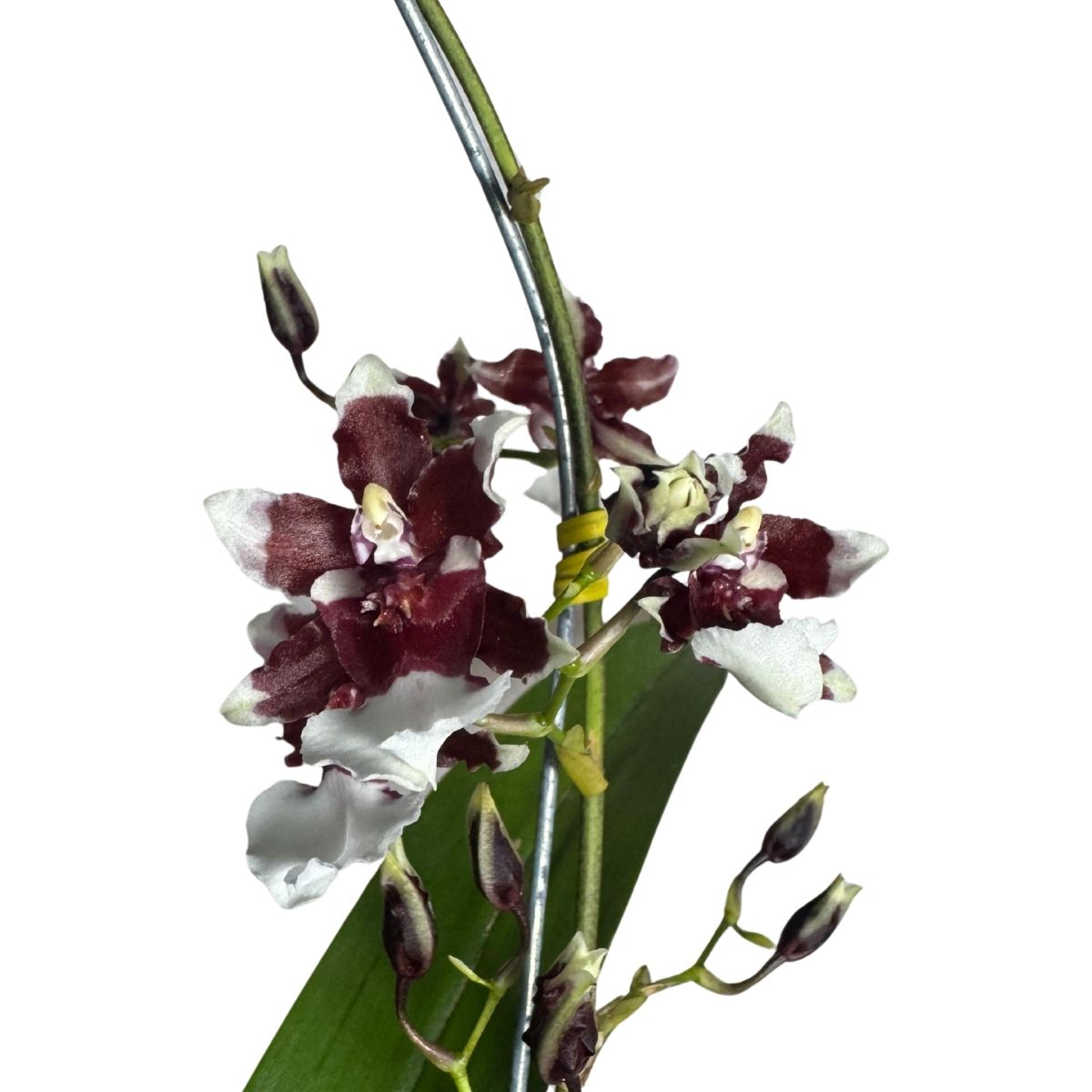 Orquídea Diversas Promoção