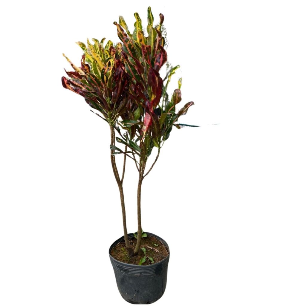 Cróton Parafuso - Codiaeum variegatum Gingha - PT 21 - 1m