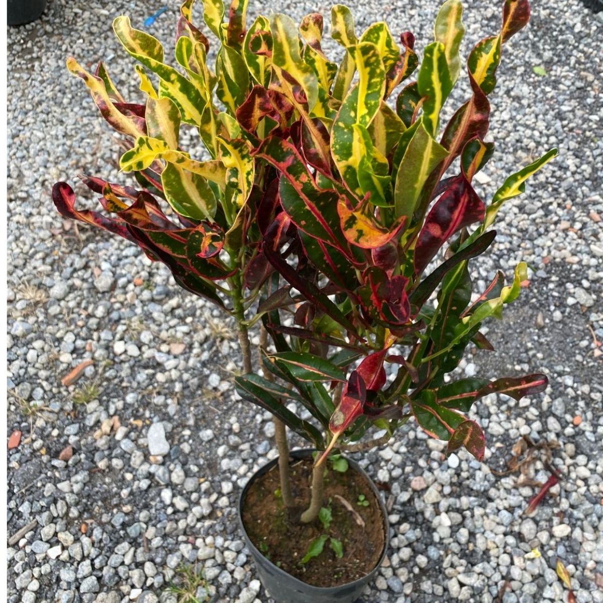 Cróton Parafuso - Codiaeum variegatum Gingha - PT 21 - 1m