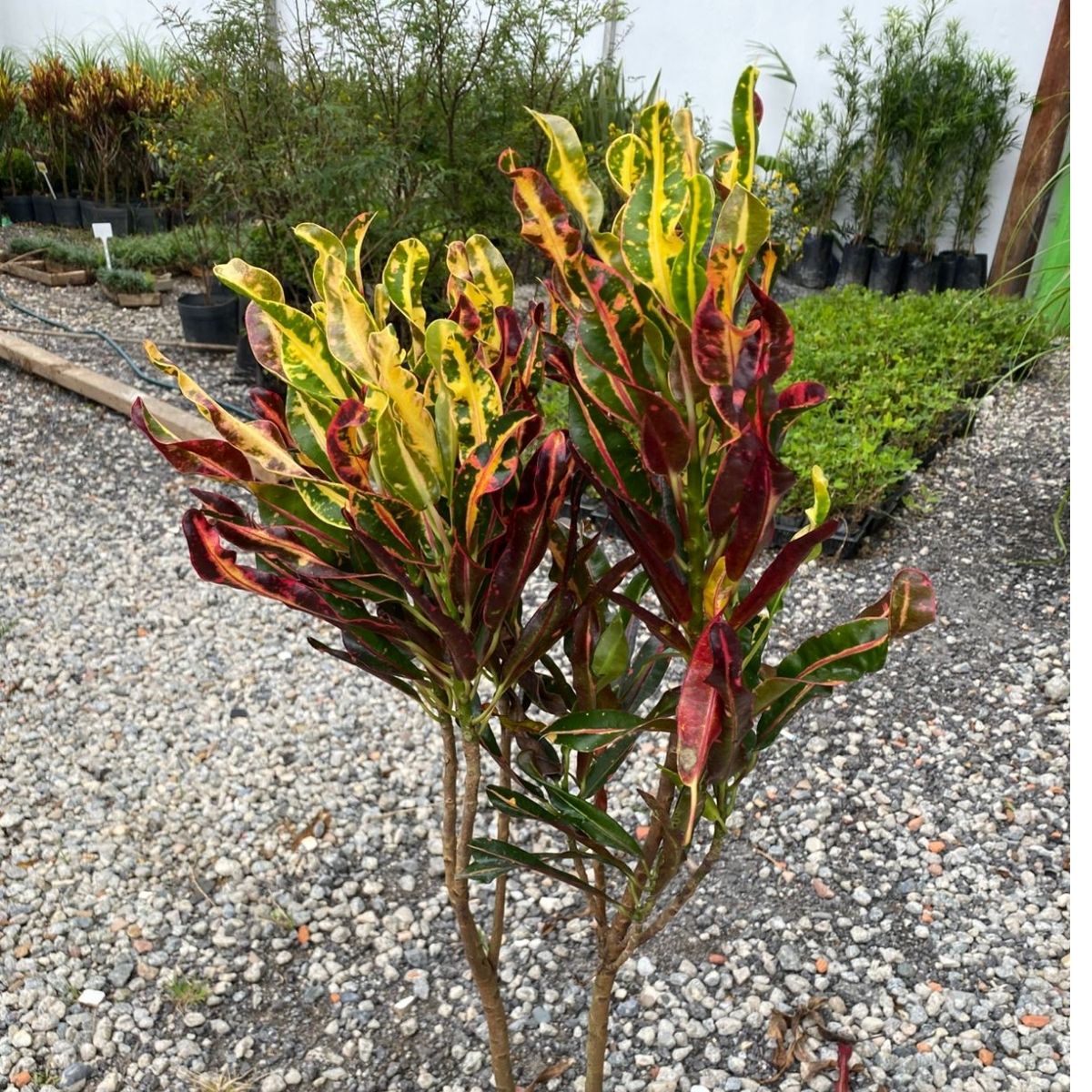 Cróton Parafuso - Codiaeum variegatum Gingha - PT 21 - 1m