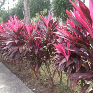 Dracena cordiline (Cordyline fruticosa) - 60cm